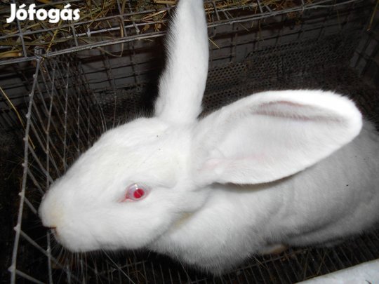Nyúl pannon fehér pároztatott nőstények! Tolnanémedi, Tolna vármegye,