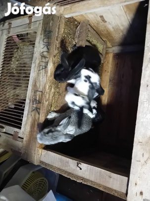 Nyúl trágya és Fürtrágya eladó 