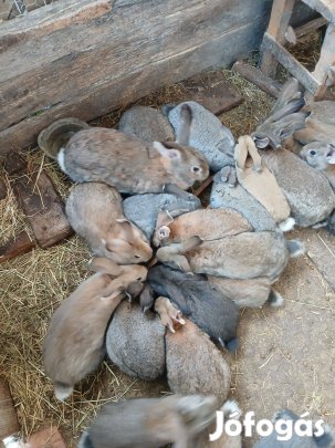 Nyulak, fiatal növendékek eladók !