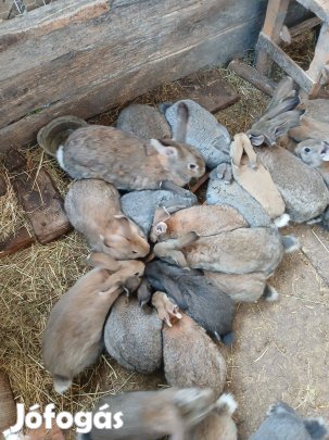Nyulak, növendékek olcsón eladók !