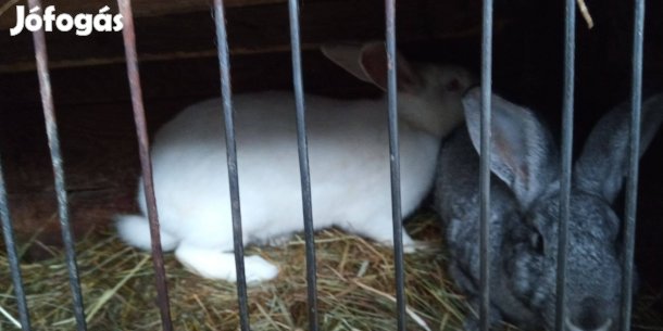 Nyúlak ,törpe tyúkok, libák eladóak