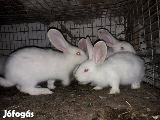 Nyulak eladók