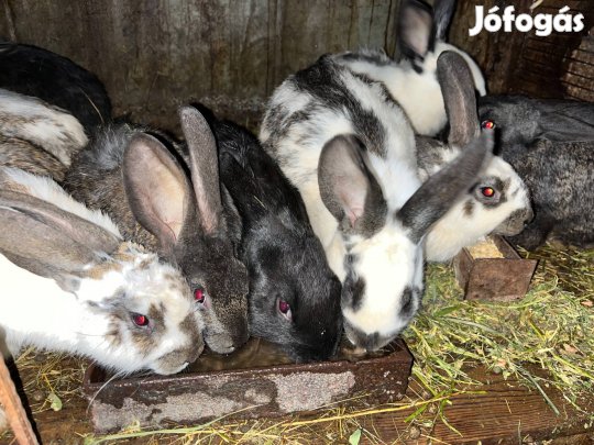 Nyulak eladók