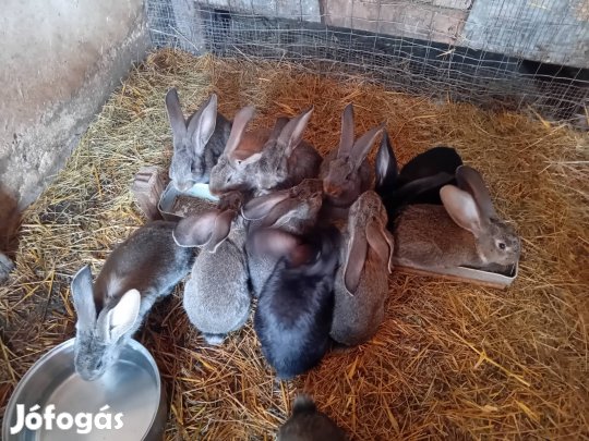 Nyulak eladók