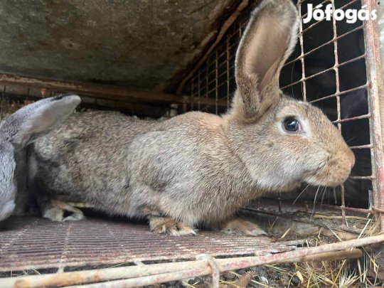 Nyulak eladók