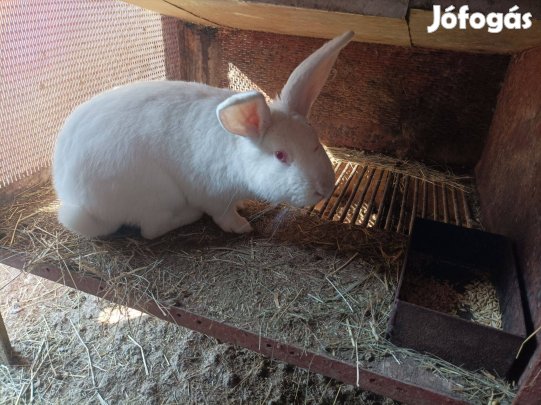 Nyulak eladók