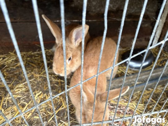Nyulak eladók