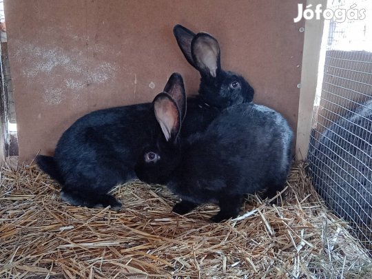 Nyulak eladók 