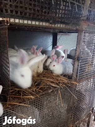 Nyulak eladók. 