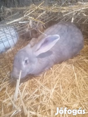 Nyulak eladók!! 