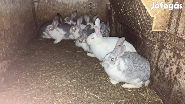 Nyulak eladók vágásra és továbbtartásra Győrben 2000 Ft_ kg élő súlyba