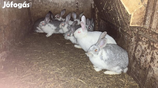 Nyulak eladók vágásra és továbbtartásra Győrben 2000 Ft_ kg élő súlyba