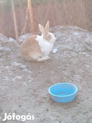 Nyulak élve vagy konyhakészen