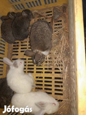 Nyulak foglalhatók húsvétra 