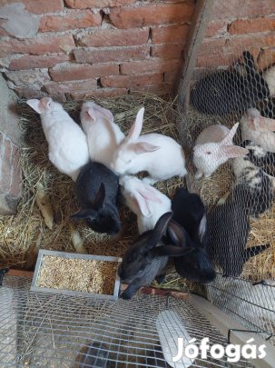 Nyulak gazdát cserélnének