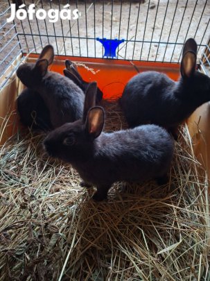 Nyulak költöznének