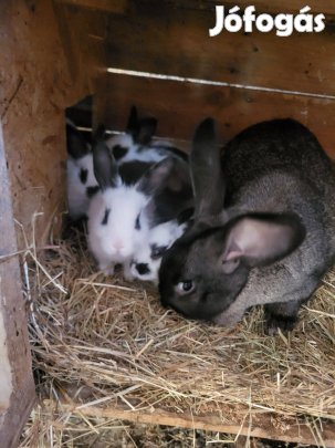 Nyulak,választási és anyának