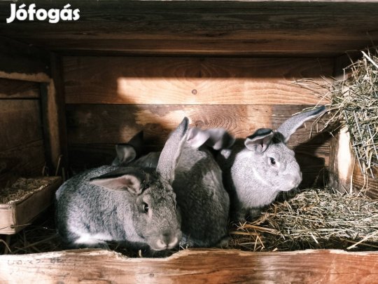 Nyulak vegyes ivarban