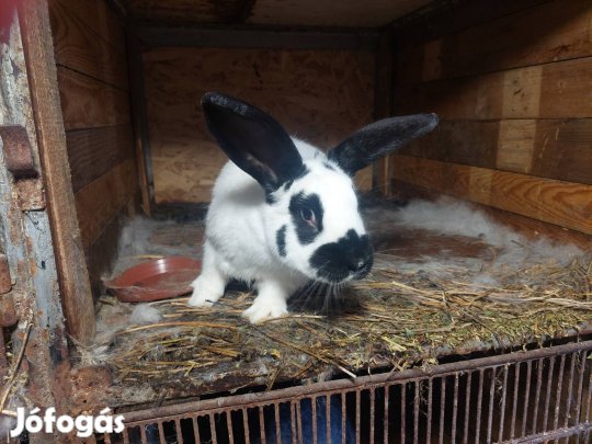 Nyúlketrec /9 fiókos/ eladó vele együtt költöznének a nyúlak