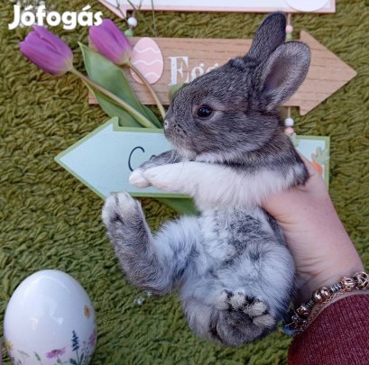 Nyuszi, nyúl kedvencnek