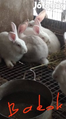 Nyuszi eladó ! (vegyes ivar)
