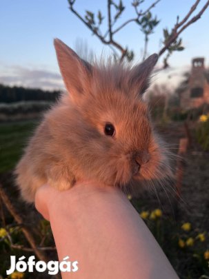 Nyuszi eladó oroszlánfejű