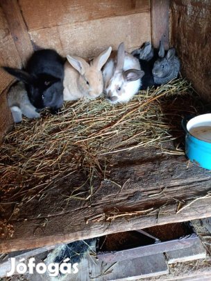 Nyuszi húsvéti nyulak