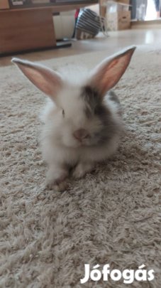 Nyuszi keres szerető gazdit