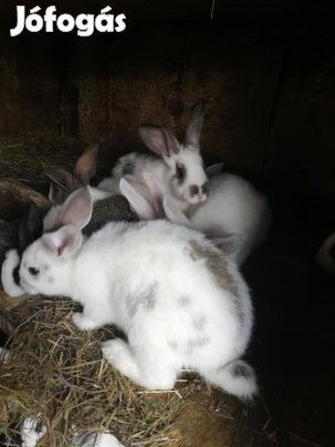 Nyuszi nélkül nincs húsvét nyul nyulak