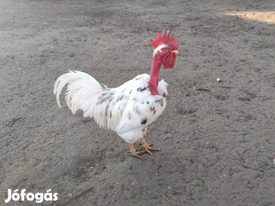 Nyuszkanyakú palóc kakas
