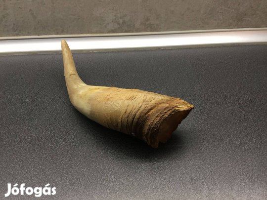 Ökörszarv - dekorációs célra