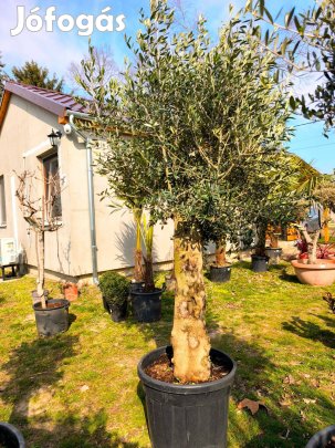 Olajfa Olea Europaea