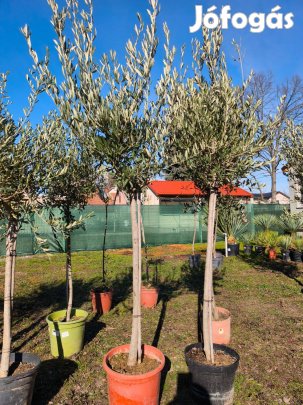 Olajfa - Olea Europaea