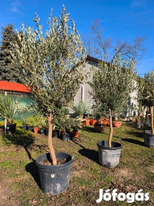 Olajfa - Olea Europaea