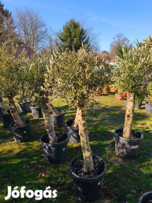 Olajfa - Olea Europaea