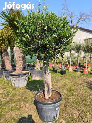 Olajfa - Olea Europaea