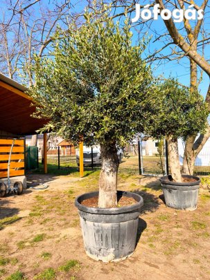 Olajfa - Olea Europaea