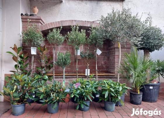 Olajfa teraszra, kertbe - több méret