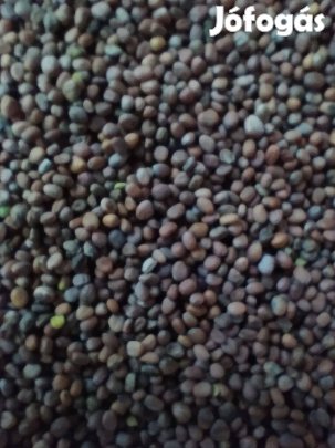 Olajretek mag eladó!