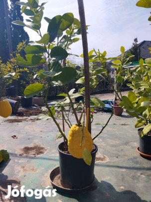 Olasz óriás cédrát óriás citromfa
