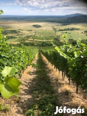 Olaszliszka külterületén szőlőterület