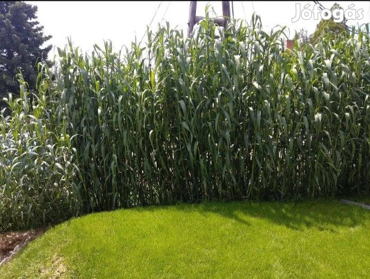 Olasznád (Arundo donax) rizóma