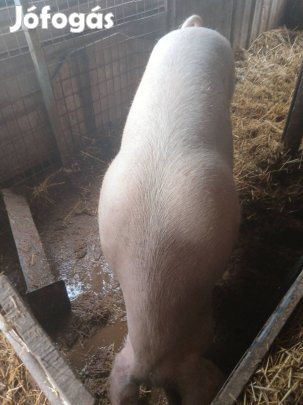 Olcsó hízók 250-300kg 