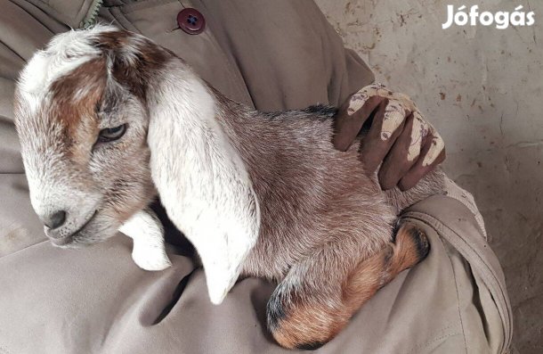 Olcsón Núbiai kis bak gidák, kisbak gidák, bak gidák 1 hetesen Eladók!