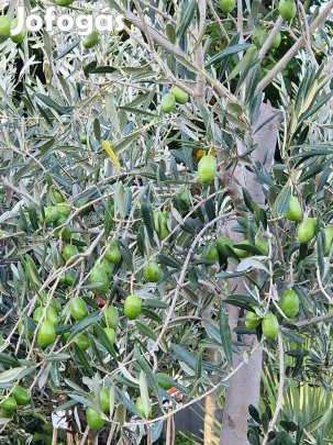 Olea europea Gordal - törzses-koronás, nagytermésű (170cm+) kedvező ár
