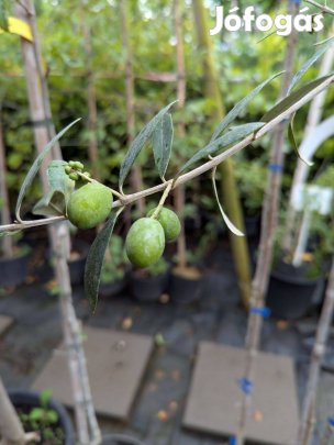 Olíva olajfa csmeték konténeres, kb. 200 cm