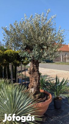 Oliva olajfa oliva fa dísznövény 