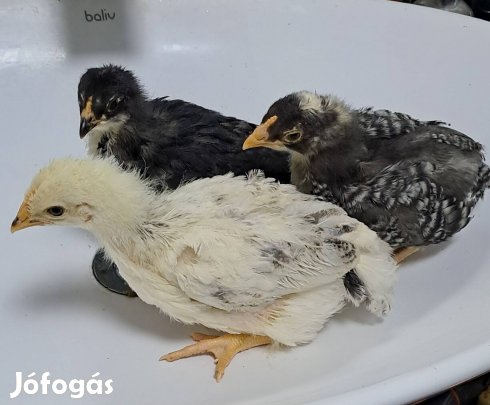 Olive egger csibék költöznének