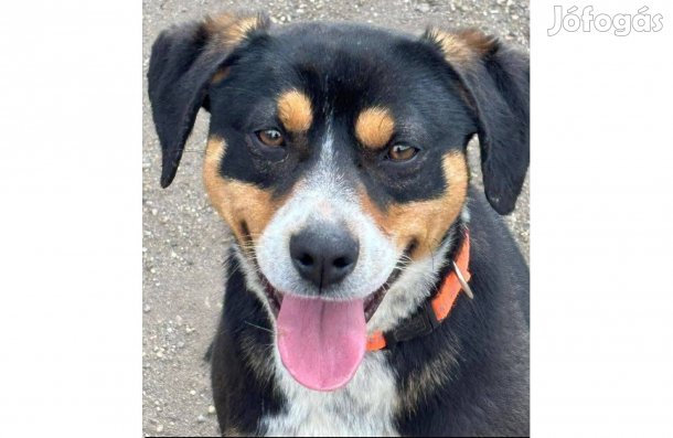 Olivér gazdit keres