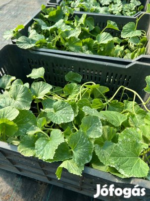 Oltott Centro Sárgadinnye és Rubin Görögdinnye Palánta eladó